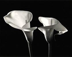 Calla