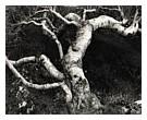 Birch Tree, Connemara 2000