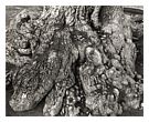 Tree Detail